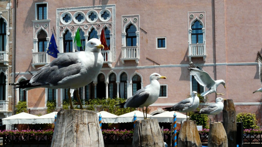 Seagulls, Venice
